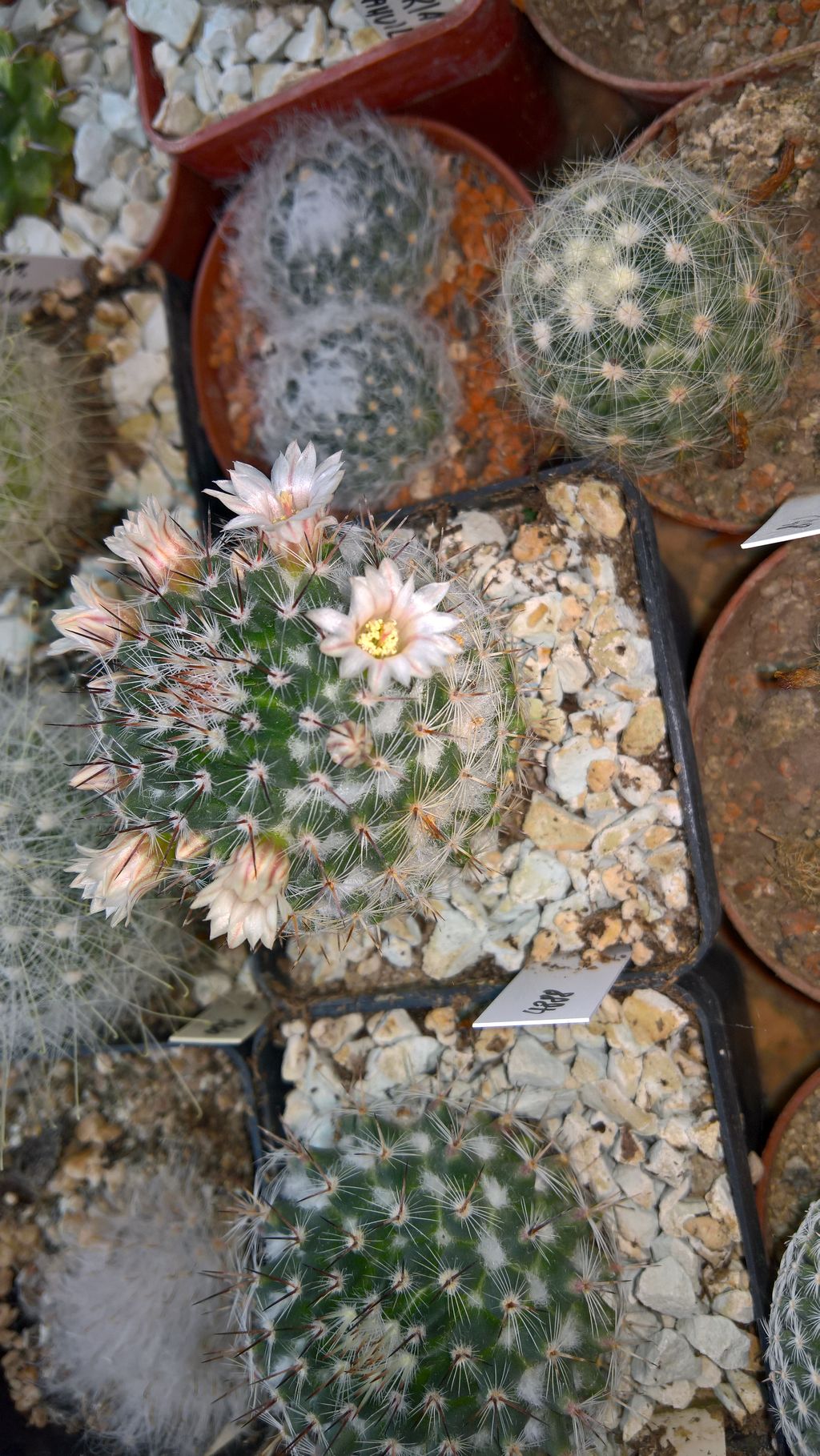 MAMMILLARIA chinocephala RS 177 San Juan CanyonNL